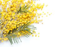 Branch Of Mimosa Plant Stock Image