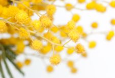 Branch Of Mimosa Plant Stock Photos