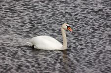 River Swan Royalty Free Stock Photos River Swan Royalty Free Stock Photos