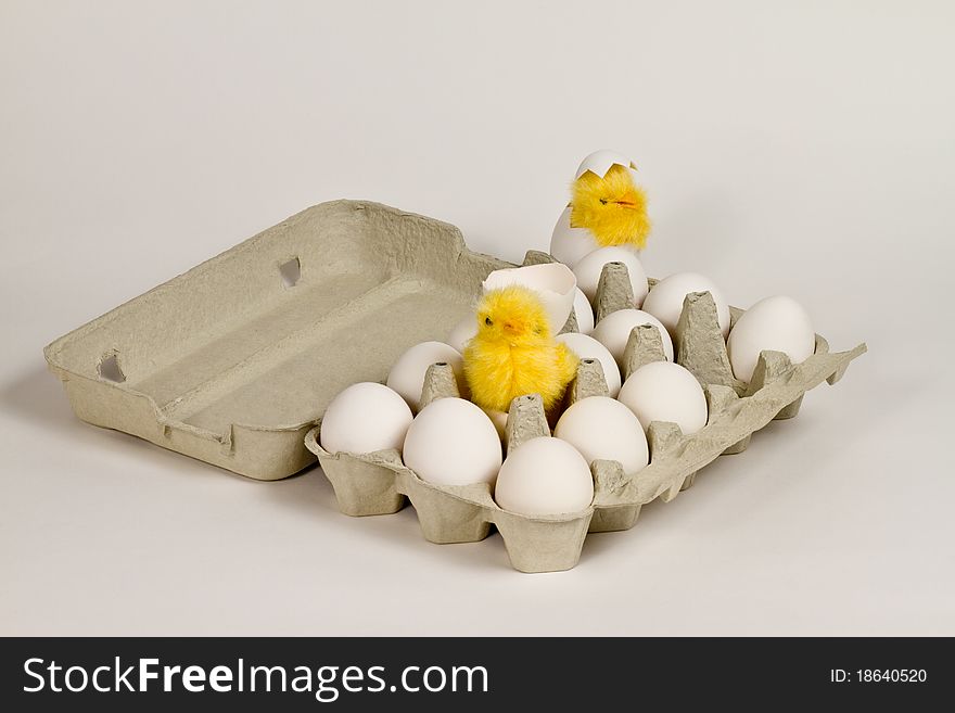 Newly hatched toy chicks in eggbox with white eggs.