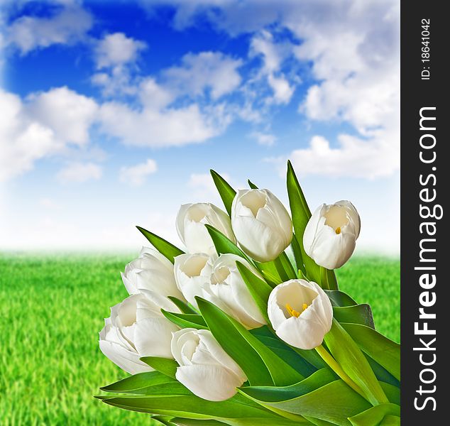 Bouquet of white tulips on meadow background