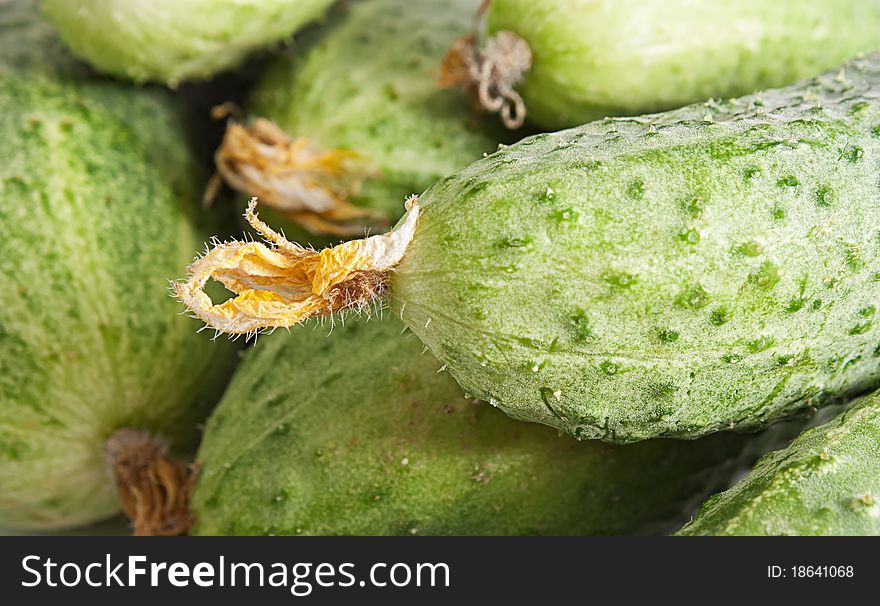 Abstract fresh green Cucumbers background. Close up.
