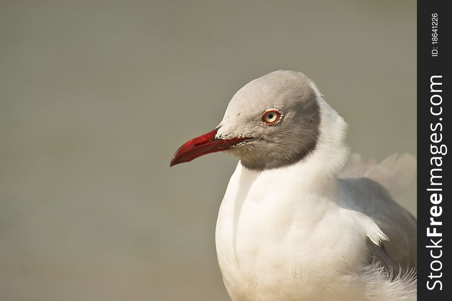 Adult Grey-headed Gull Portrait