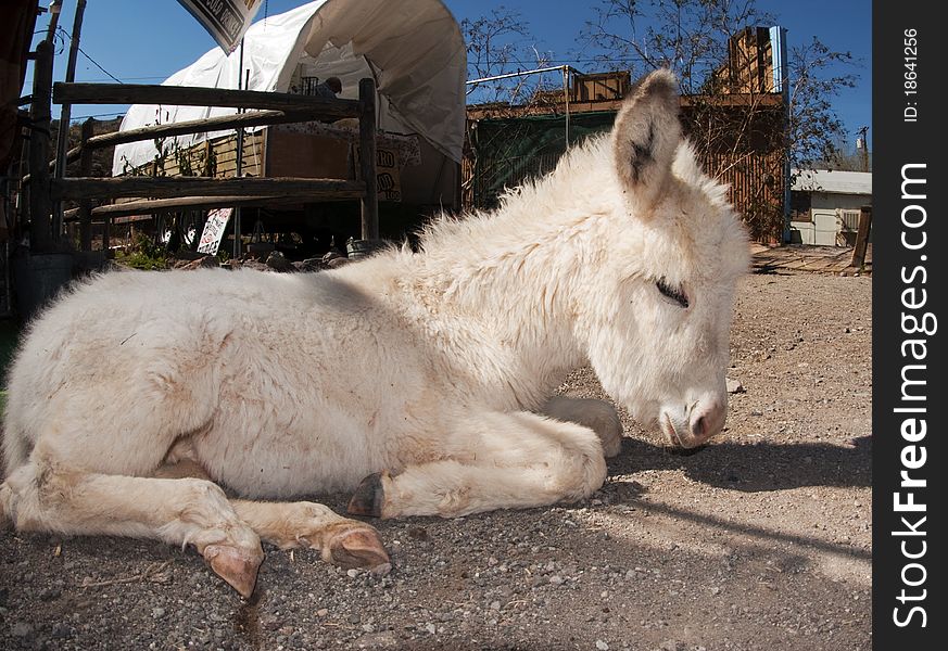 A wild baby burro taking time out in Oatman, Arizona