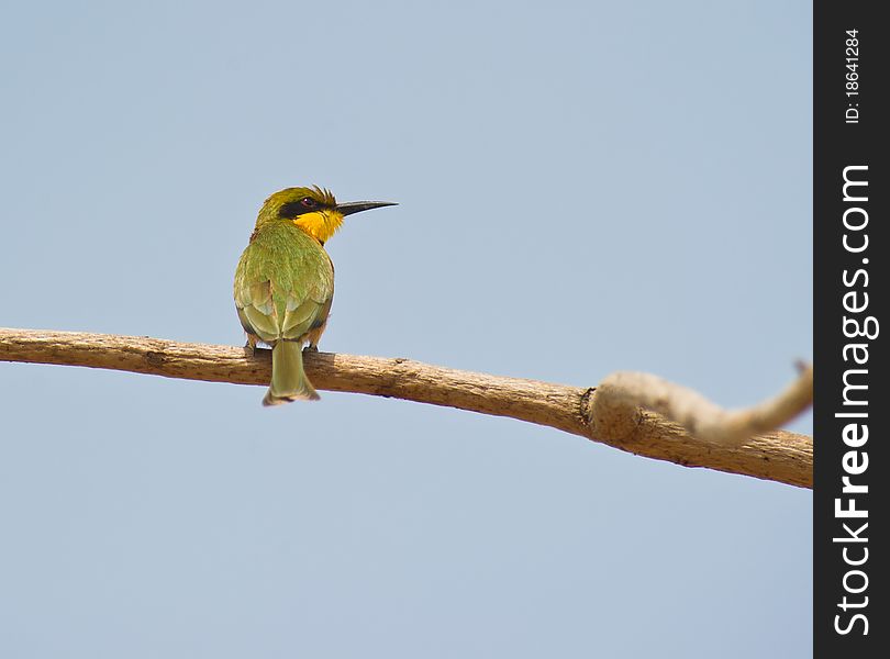 A Little Bee-eater (Merops pusillus ) perching on a twig, The Gambia.