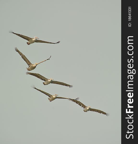 Five Pink-backed Pelicans (Pelecanus rufescens) fly in a closed group towards the open sea in coastal gambia. Five Pink-backed Pelicans (Pelecanus rufescens) fly in a closed group towards the open sea in coastal gambia.