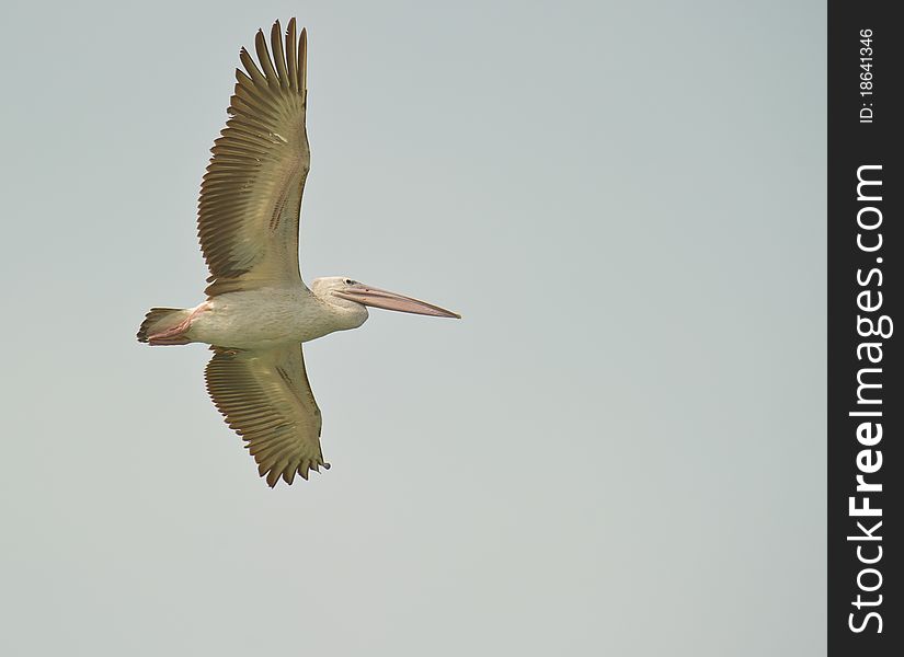 Pink.backed Pelican in flight