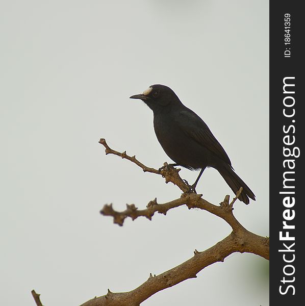 White-fronted Chat