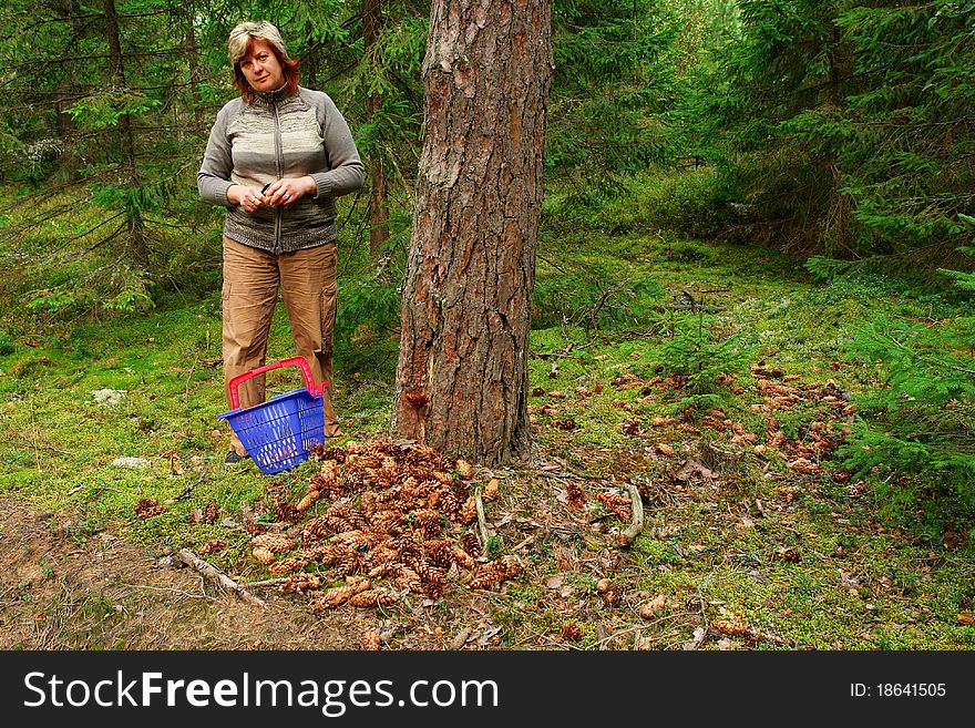 Woman picking up mushrooms in the forest. Woman picking up mushrooms in the forest