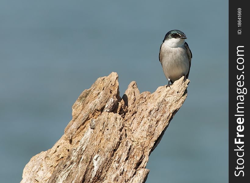 Flycatcher on Monkey River in Belize. Flycatcher on Monkey River in Belize