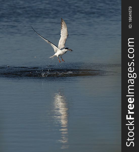 Forster S Tern In Florida