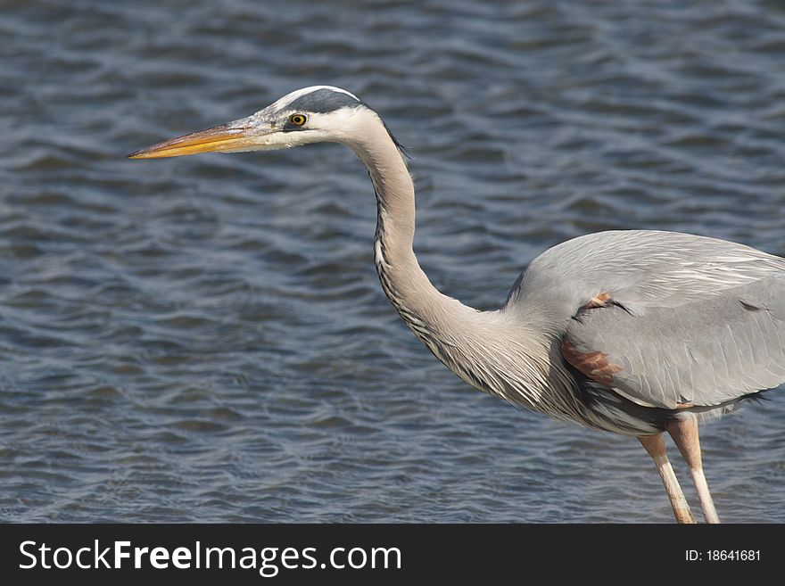 Great Blue Heron spotted at the Forsythe National Wildlife Refuge