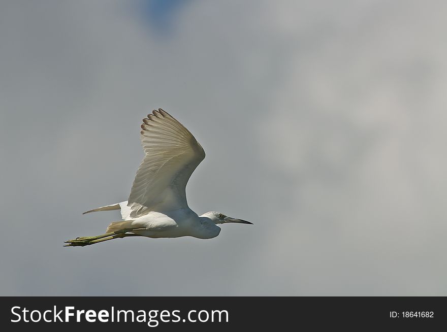 Great Egret in flight