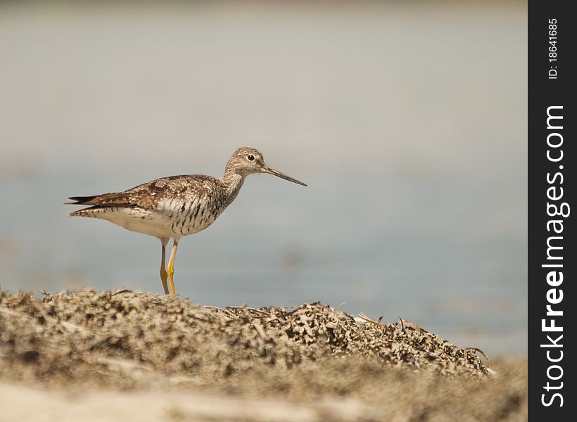 Sandpiper spotted near Taunton Bay, Maine. Sandpiper spotted near Taunton Bay, Maine