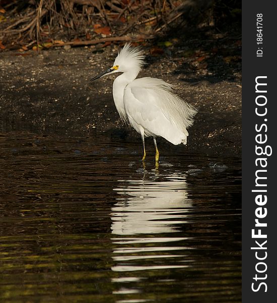 Snowy Egret spotted at the Merritt Island National Wildlife Refuge