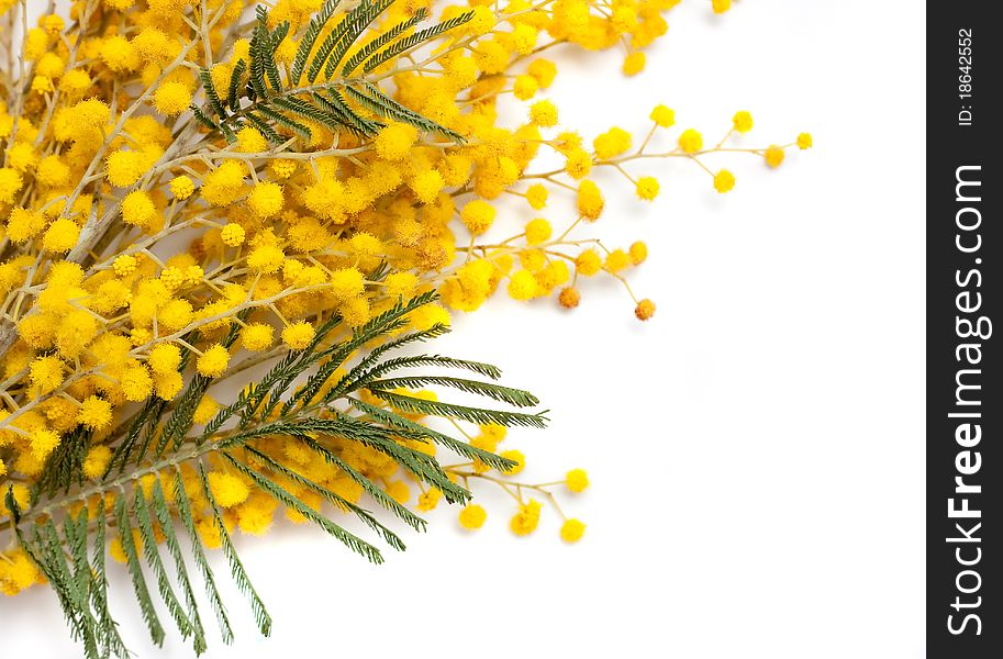 Branch of mimosa plant with round fluffy yellow flowers. Floral background. Mimosa
