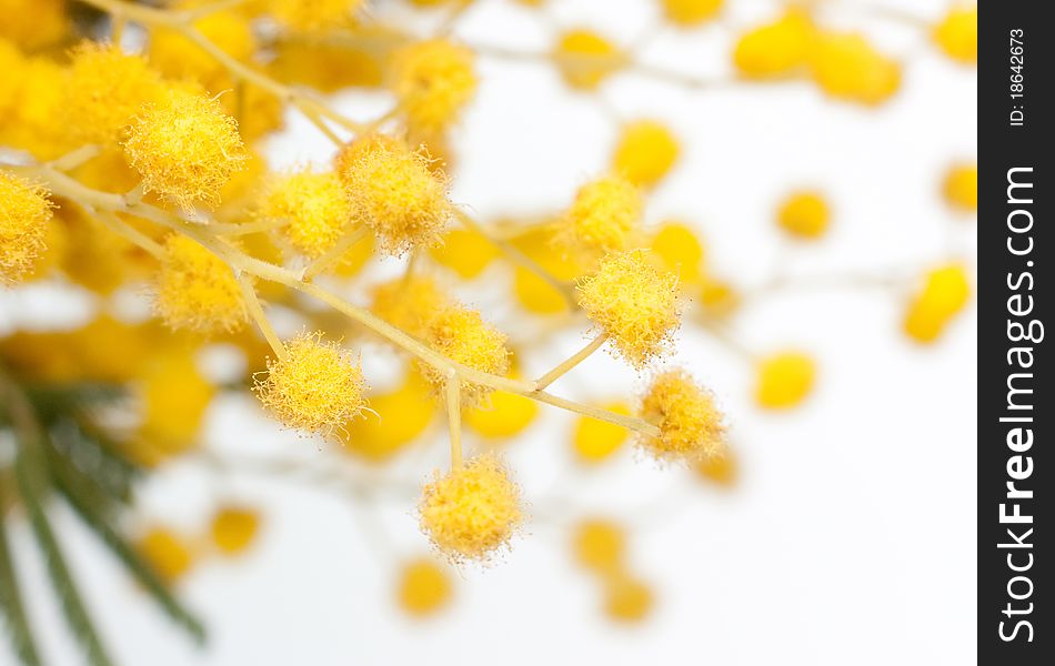 Branch Of Mimosa Plant