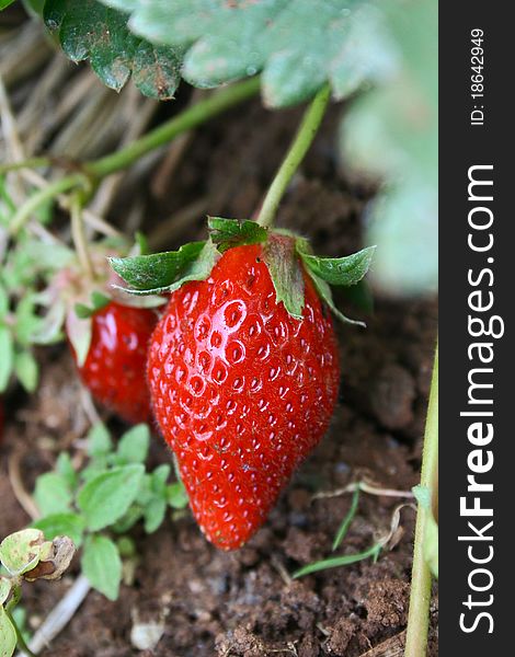 Strawberry Berry live field in northern Thailand. Strawberry Berry live field in northern Thailand