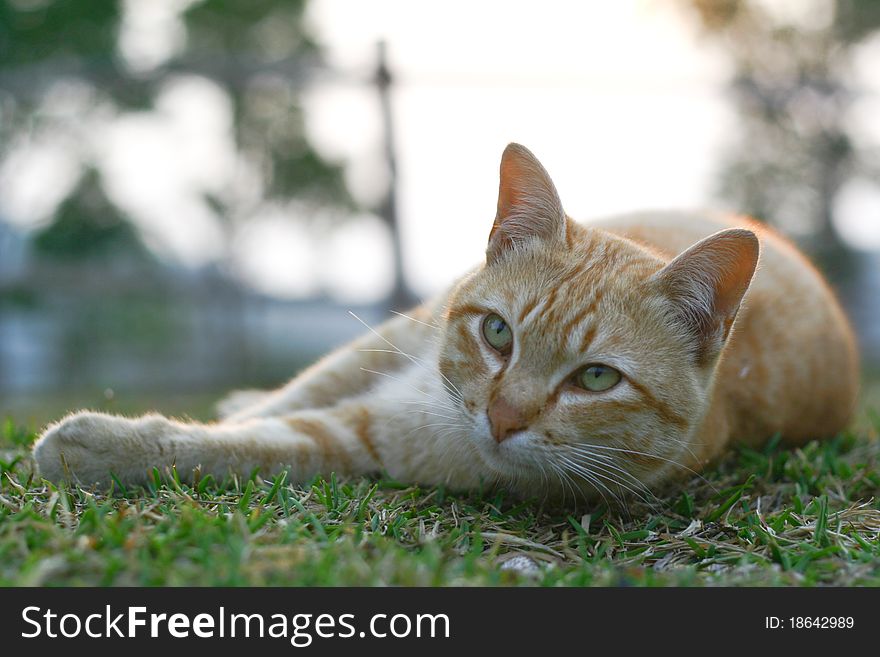 Cat Lying On The Grass