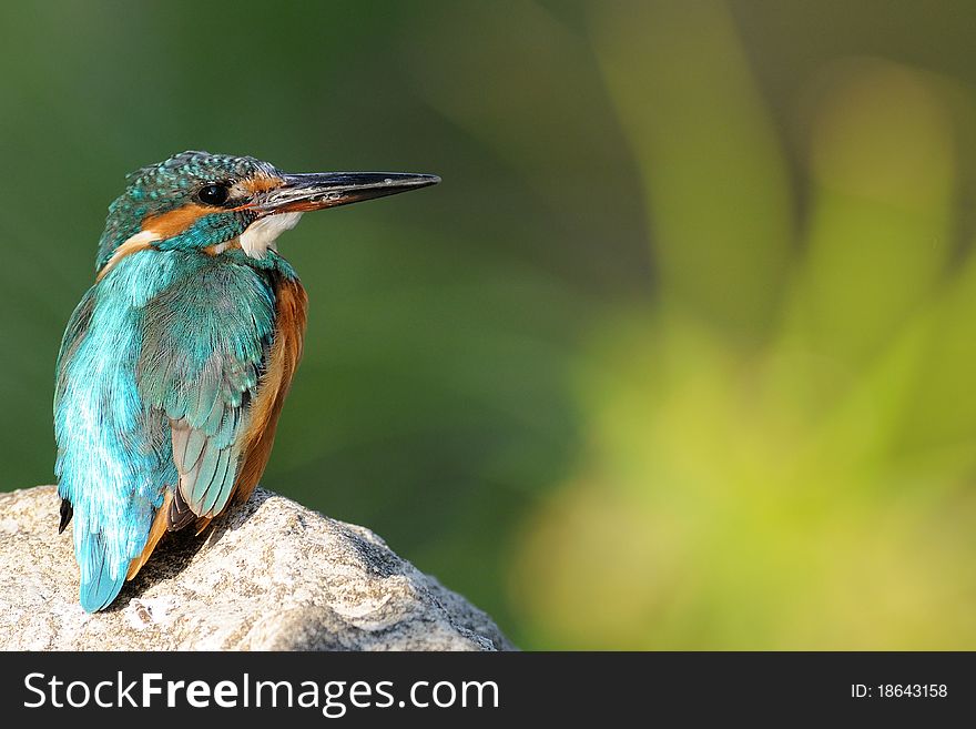 Bird stood on a stone. Bird stood on a stone