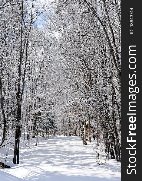 Snow covered track leading through forest. Snow covered track leading through forest