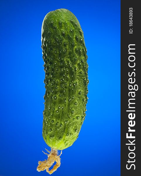 Green cucumber on blue gradient background