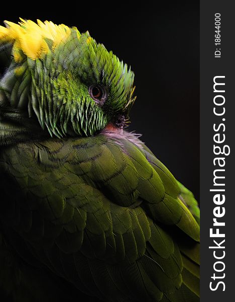 Portrait of a green parrot with studio illumination