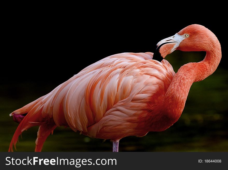Red flamingo portrait with black background