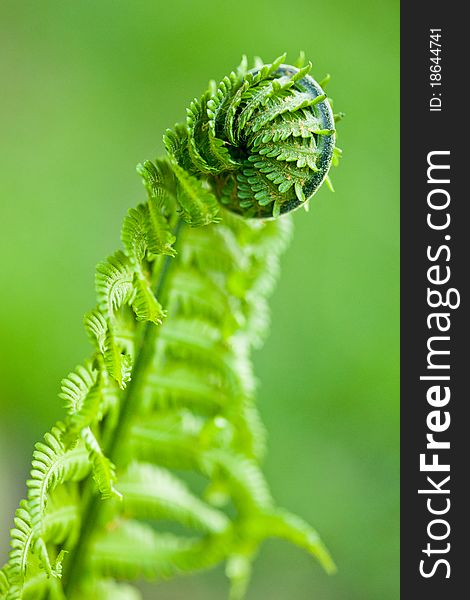 Fresh green leaves of a fern in the blurry background. Fresh green leaves of a fern in the blurry background
