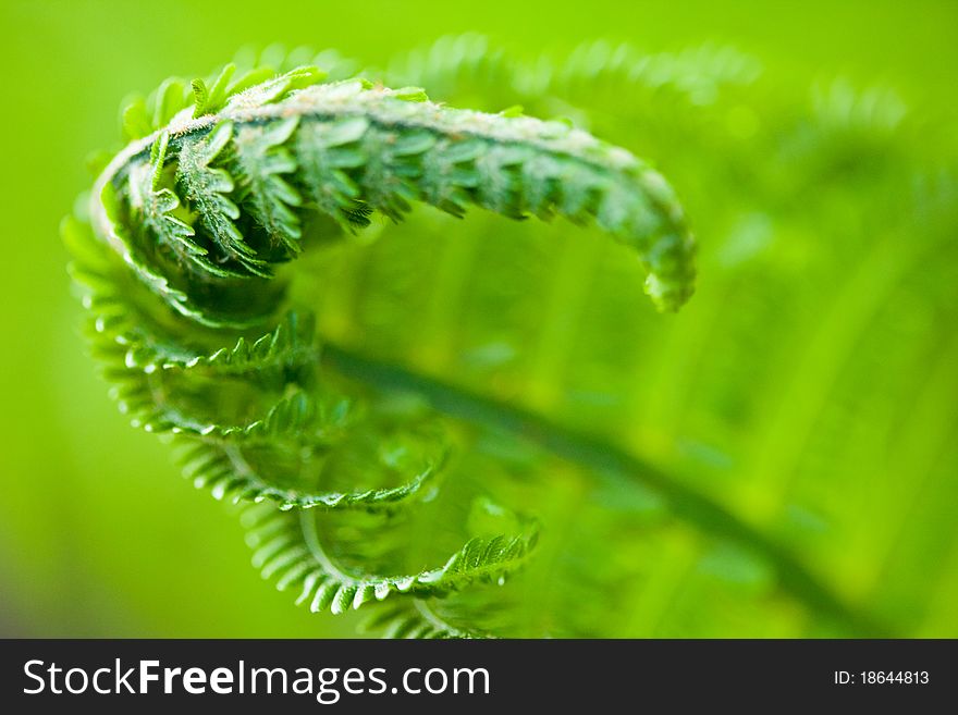 Fresh green leaves of a fern in the blurry background. Fresh green leaves of a fern in the blurry background