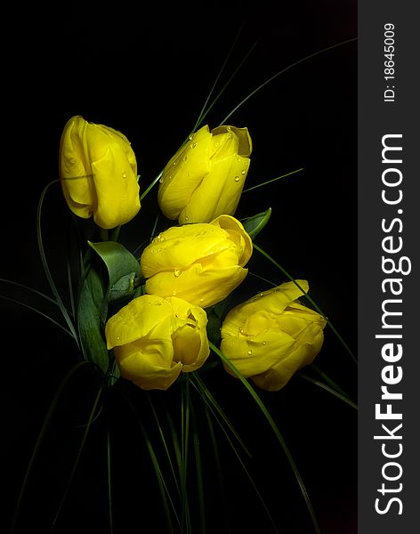 Bouquet of yellow tulips in dark