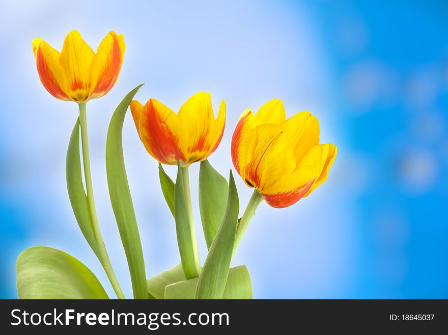 Yellow Tulips On Abstract Blue Background