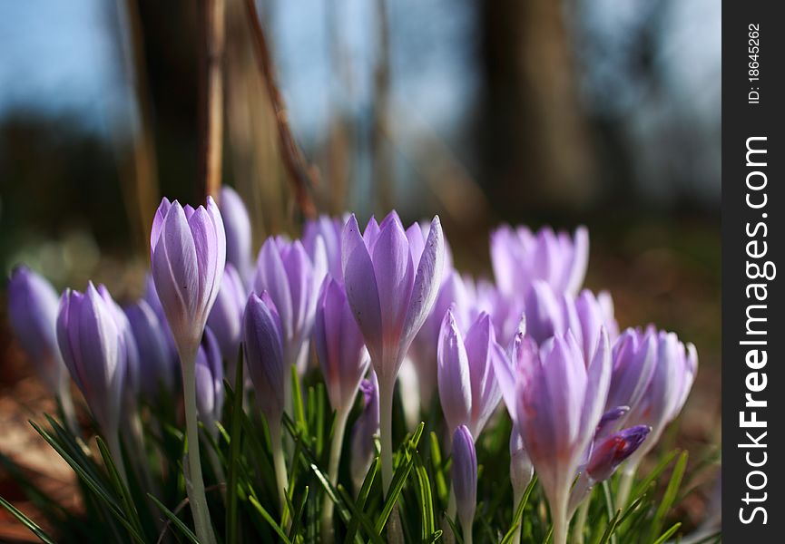 Crocuses woke up in the spring sunny forest