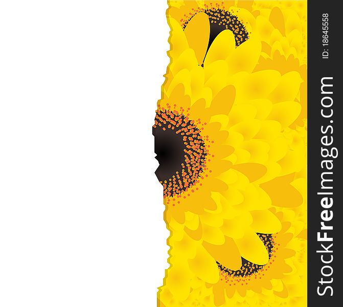 Sunflower Background, Yellow Gerbers, Vector Illustration. Sunflower Background, Yellow Gerbers, Vector Illustration