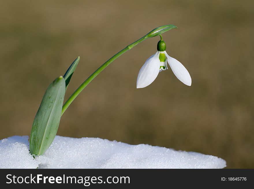 Snowdrop pushing snow before the spring is coming