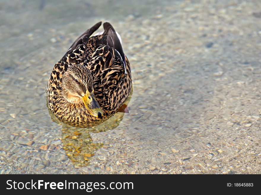 A duck on the water