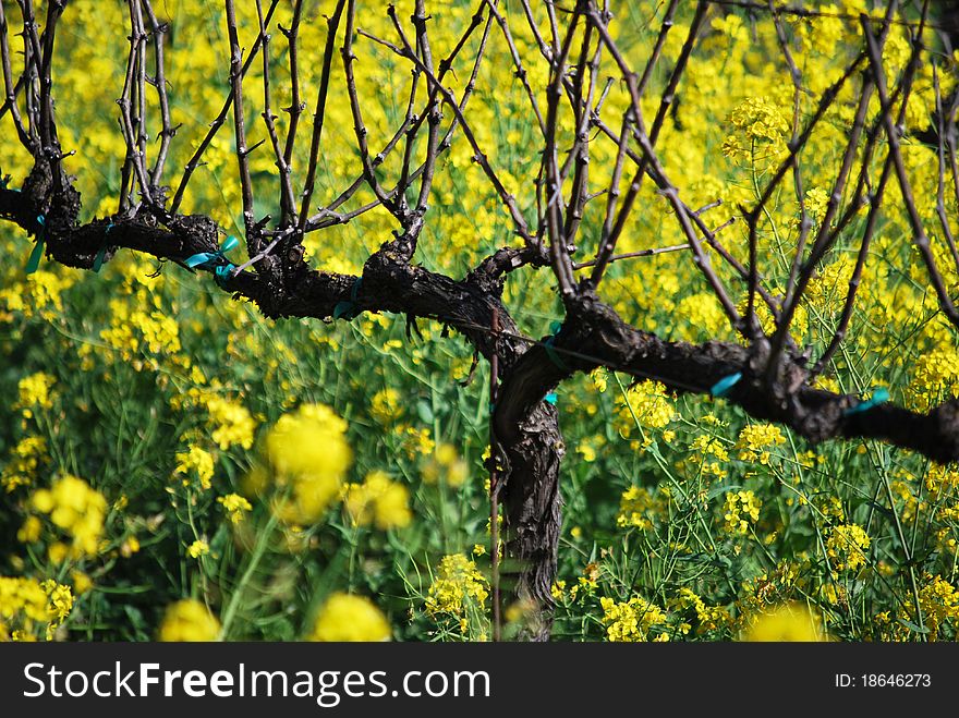 Grapevine and yellow mustard field