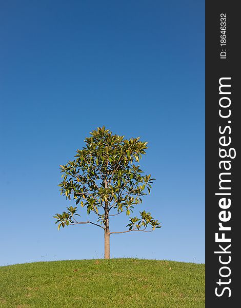 One young tree on a green hill, against a blue sky.