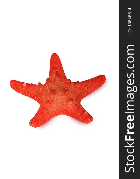 Beautiful red starfish isolated on white background