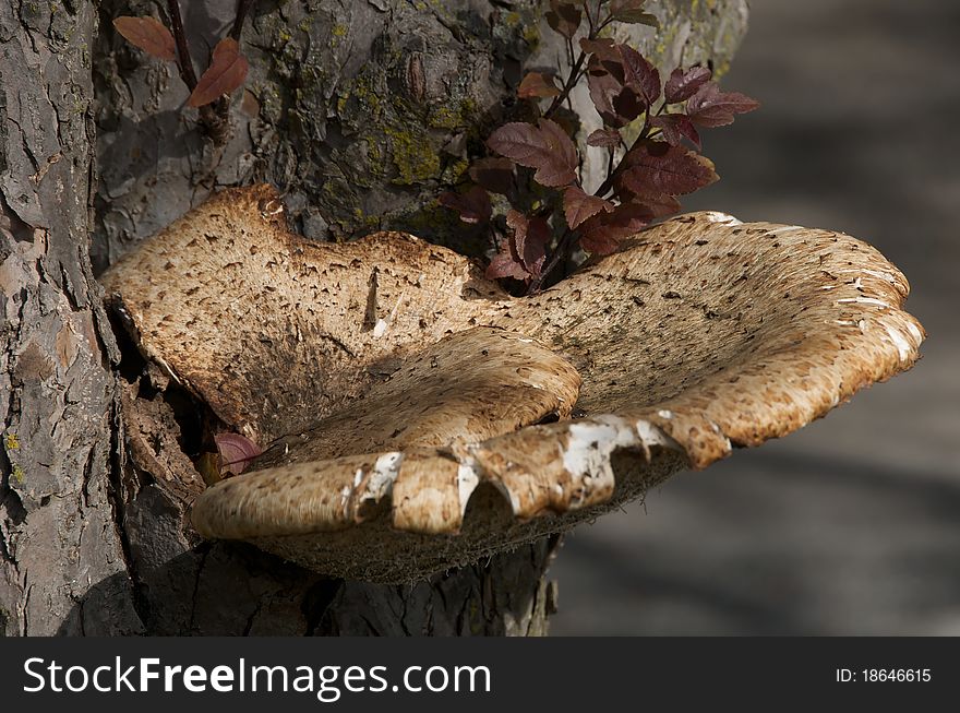 Shot of brown and white fungus attached to the bark of a tree on an autumn day. Shot of brown and white fungus attached to the bark of a tree on an autumn day.