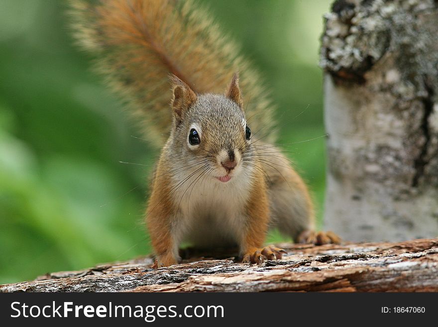 American Red Squirrel on Log - Ontario, Canada