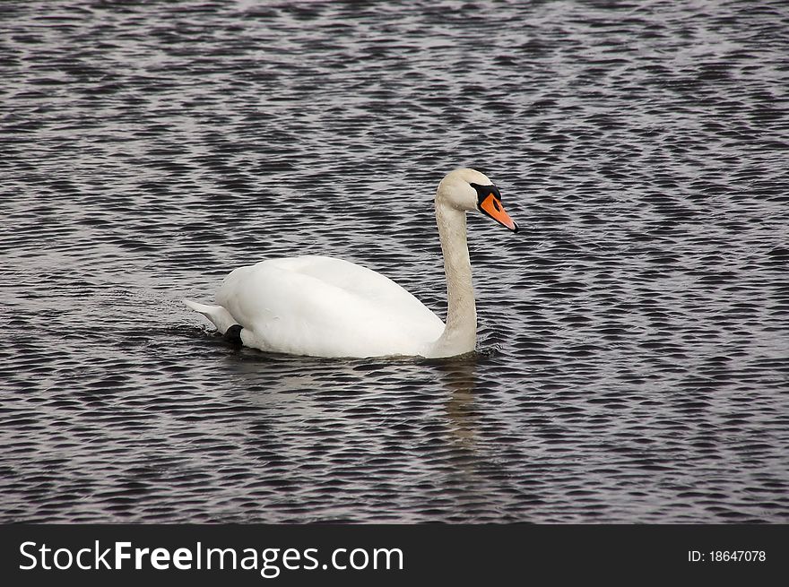 White swan floating down the river. White swan floating down the river