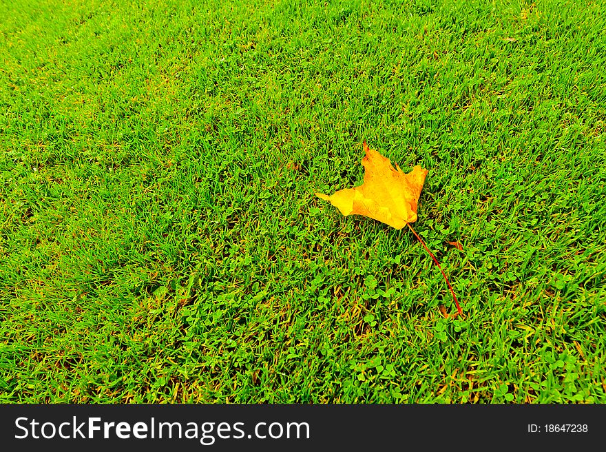 One  yellow leaf laying on green grass in autumn. One  yellow leaf laying on green grass in autumn.