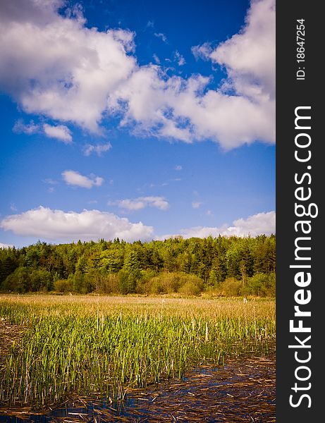 Trees and water grass by lake under blue cloudy sky on sunny day, Ireland. Trees and water grass by lake under blue cloudy sky on sunny day, Ireland