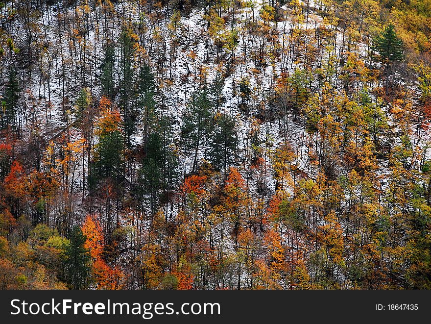 A colorful mountain slope during autumn season. A colorful mountain slope during autumn season