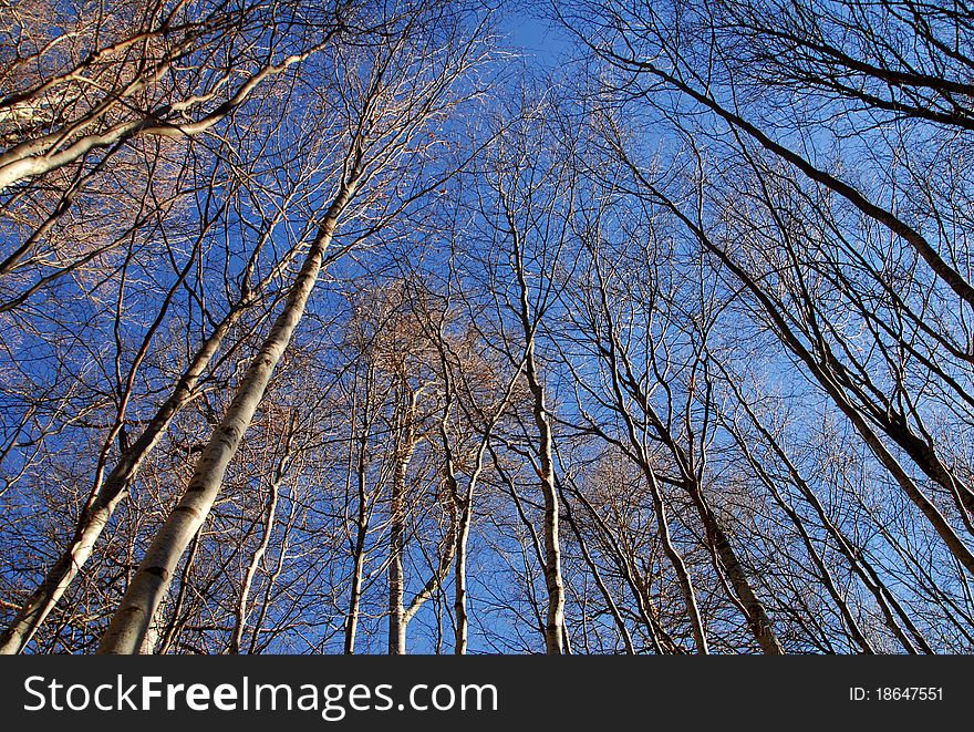 Winter Trees And Blue Sky