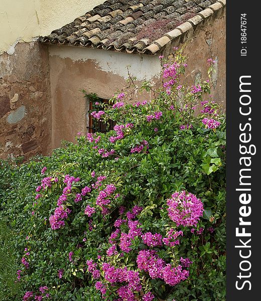 Old weathered ruin overgrown whit violet flowers