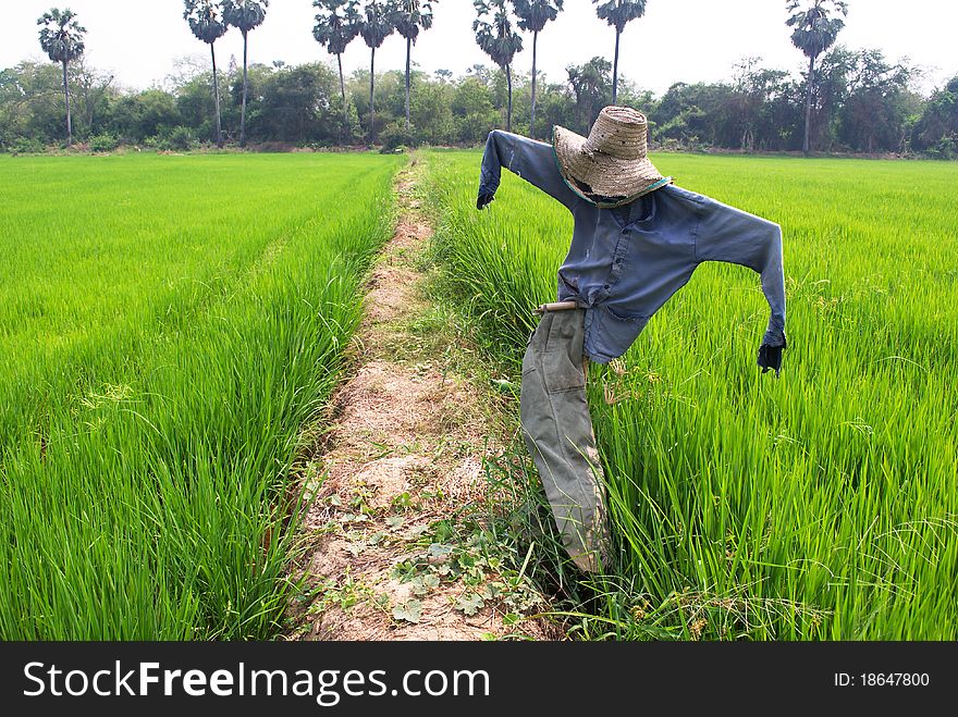 Scarecrow in rice field, Thailand