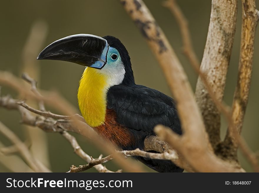 Chestnut Mandibled Toucan or Swainsonï¿½s Toucan from South America.