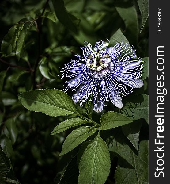 Blue flower also known as passion flower